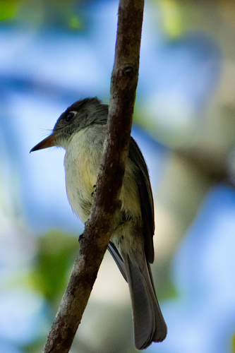 Cuban Pewee