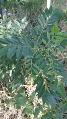 Senna siamea