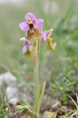 Ophrys tenthredinifera