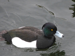 Aythya fuligula