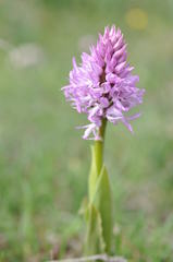 Orchis italica