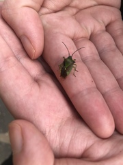 Acanthosoma haemorrhoidale