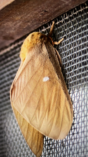 Oslar's Oakworm Moth
