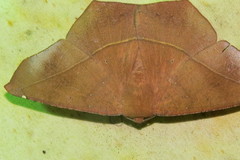 Microgonia perfulvata