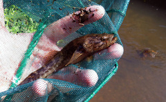 Eleotris sandwicensis