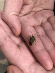 Acanthosoma haemorrhoidale