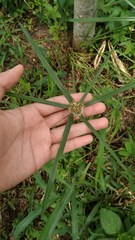 Cyperus aromaticus