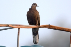 Streptopelia chinensis