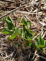 Aristolochia pallida