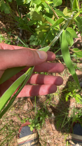Velvet Panicum