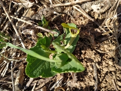 Aristolochia pallida