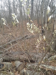 Amelanchier stolonifera