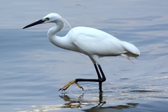 Egretta garzetta