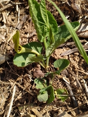Aristolochia pallida