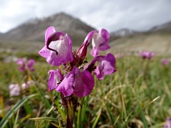 Pedicularis rhinanthoides