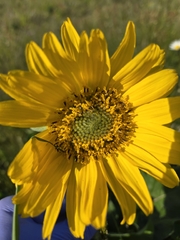 Balsamorhiza deltoidea, photograph (c) Rich Jones, some rights reserved (CC BY)