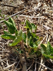 Aristolochia pallida