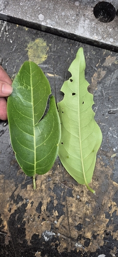 Passiflora aurantioides observed 2026-05-21