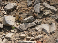 Phyciodes pallescens