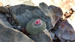 Epithelantha unguispina