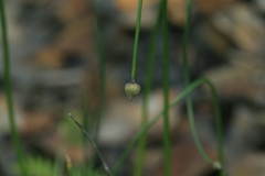 Allium senescens
