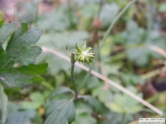 Ranunculus peduncularis