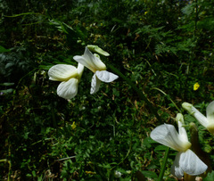 Vicia galeata