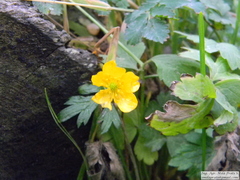 Ranunculus peduncularis