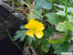 Ranunculus peduncularis