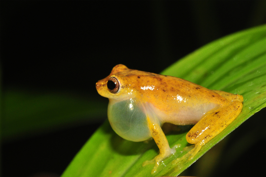 Bertha's Treefrog