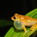 Bertha's Tree Frog - Photo (c) Pedro Ivo, some rights reserved (CC BY-NC), uploaded by Pedro Ivo