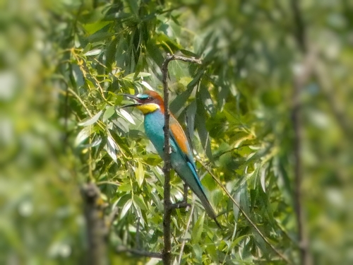 European Bee-eater
