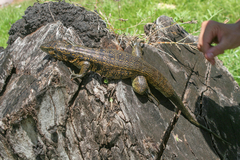 Tupinambis teguixin