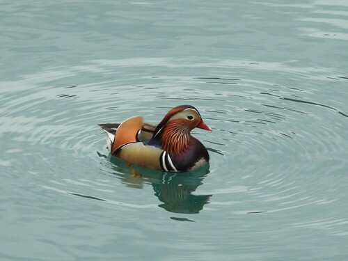 Mandarin Duck