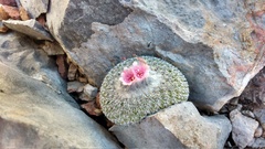 Epithelantha unguispina