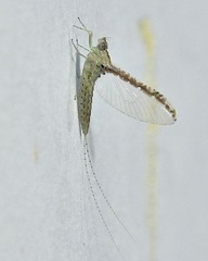 Callibaetis fluctuans