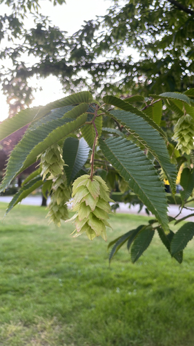 Carpinus japonica iNat (3)