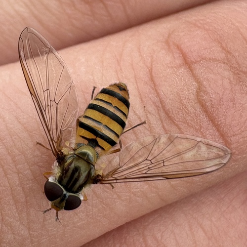 Marmalade Hover Fly