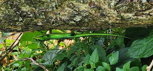 Lamprolepis smaragdina observed 2026-05-15