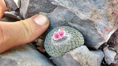 Epithelantha unguispina