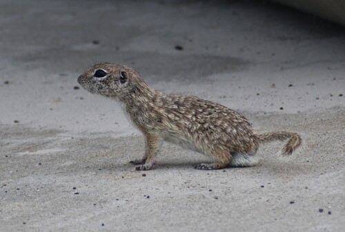 Spotted Ground Squirrel observed by mako252