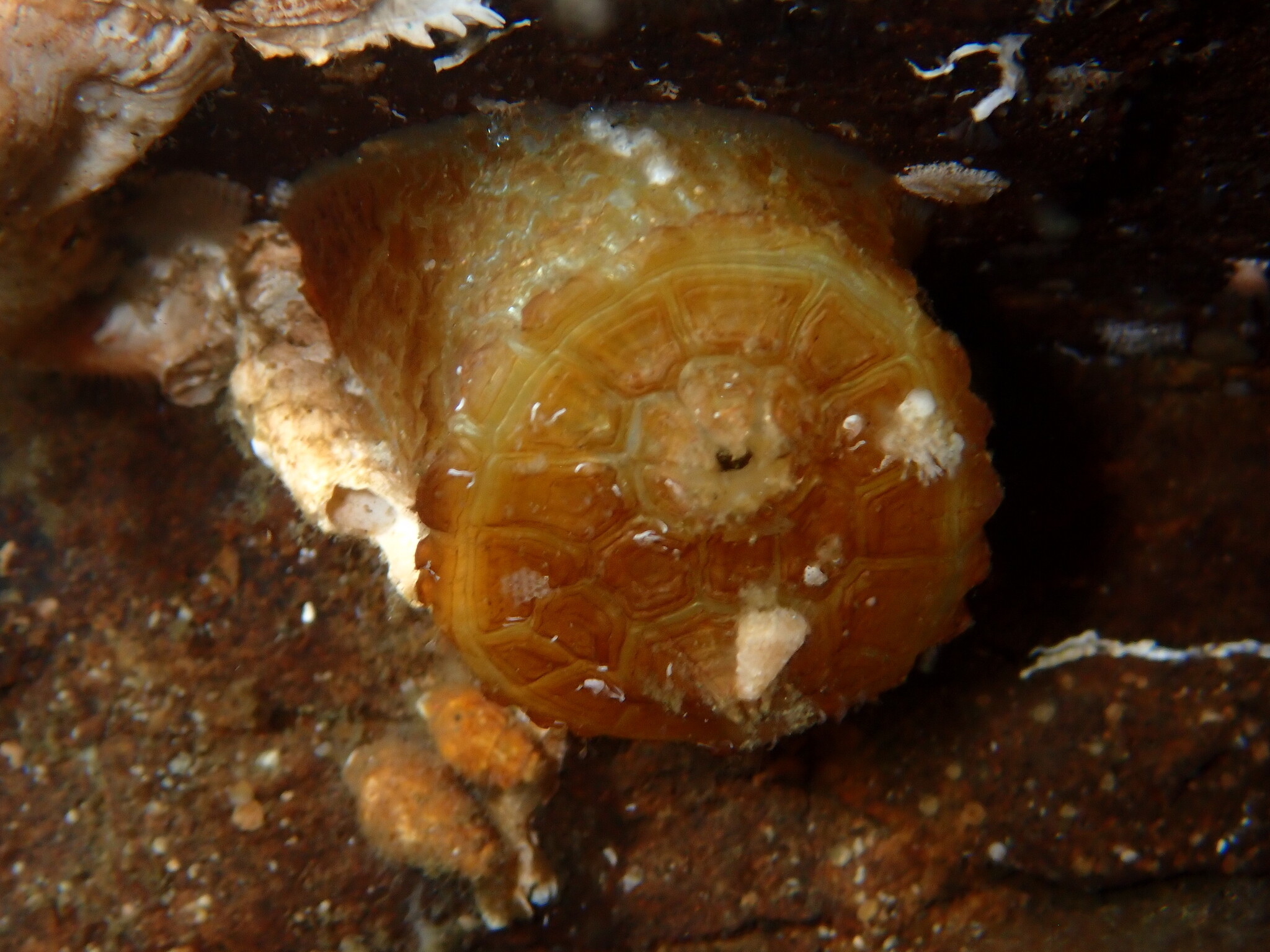 Chelyosoma productum Stimpson, 1864