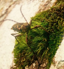 Lasiorhynchus barbicornis