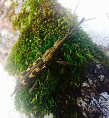 Lasiorhynchus barbicornis