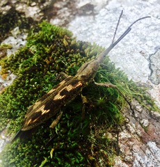 Lasiorhynchus barbicornis