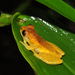 Bailey's Brazillian Tree Frog - Photo (c) Pedro Ivo, some rights reserved (CC BY-NC), uploaded by Pedro Ivo