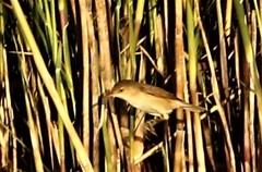 Acrocephalus gracilirostris gracilirostris