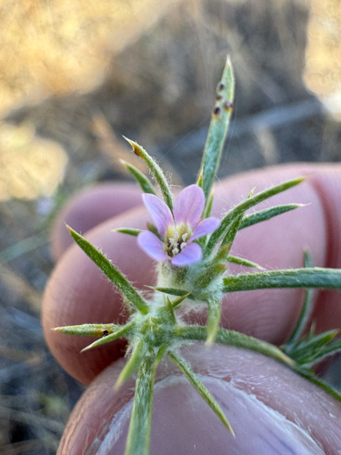 tracy's eriastrum