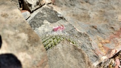 Epithelantha unguispina