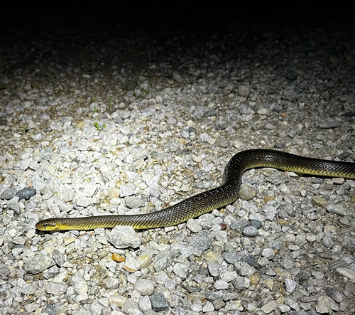 Aesculapian Snake